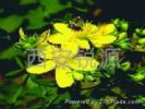 St. John’S Wort P.E.